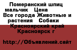 Померанский шпиц, мальчик › Цена ­ 35 000 - Все города Животные и растения » Собаки   . Красноярский край,Красноярск г.